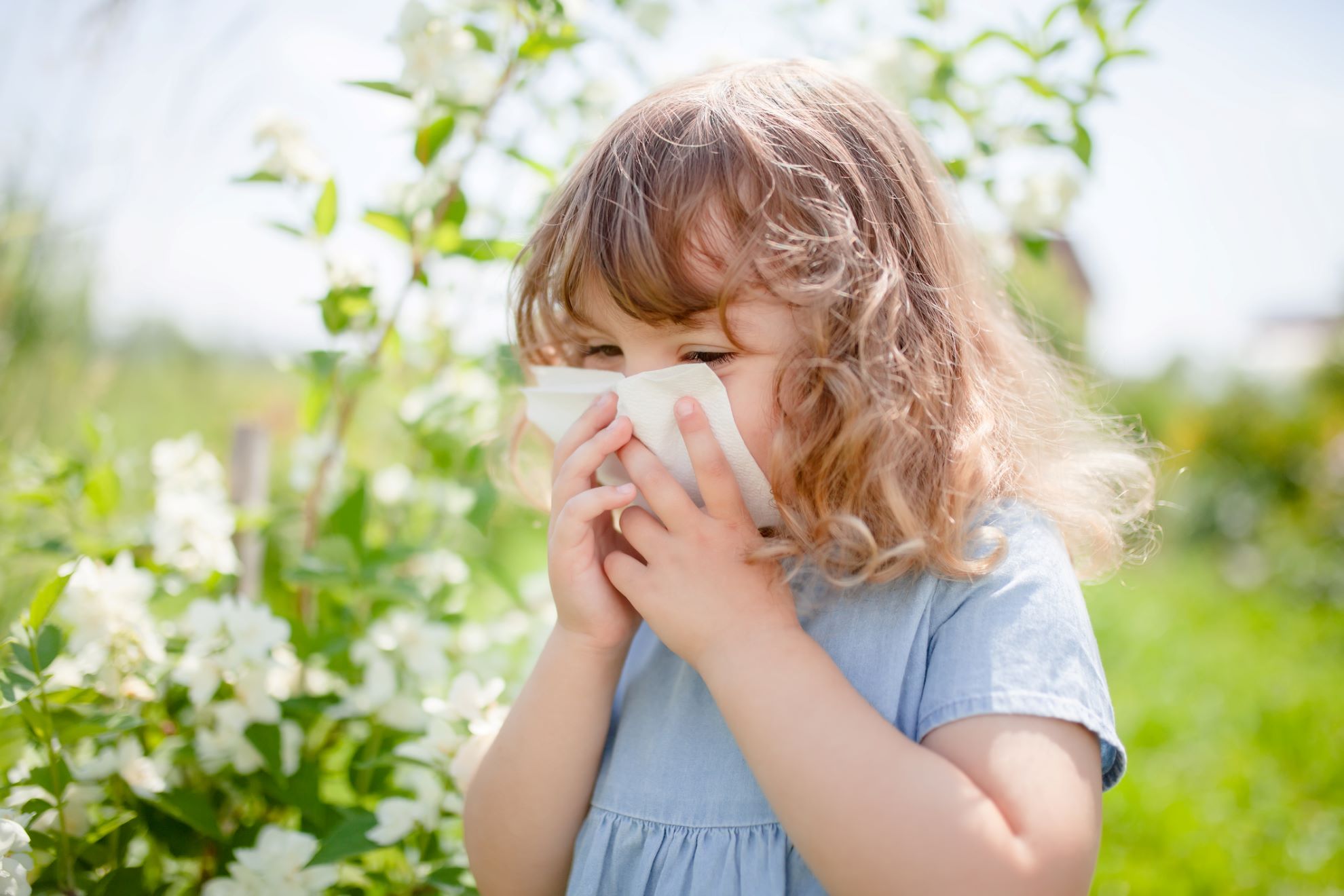 Alergia la ambrozie: care sunt simptomele, cum o putem preveni și trata